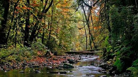 Riparian Areas | Cowichan Land Trust