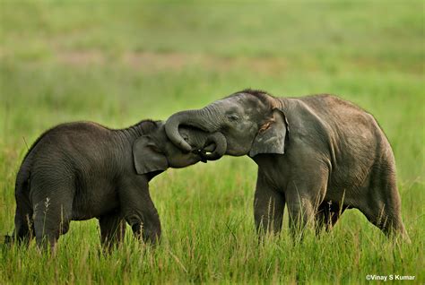 Watching these adorable elephant calves playing surely soothes your mood. Shot with Canon EOS-1D ...