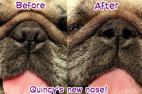 Puggy nose job | Pug love, Pug rescue, Diy dog stuff