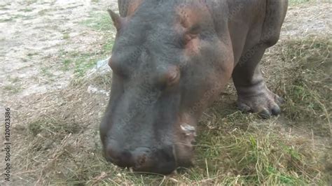 hippopotamus eating grass Stock Video | Adobe Stock