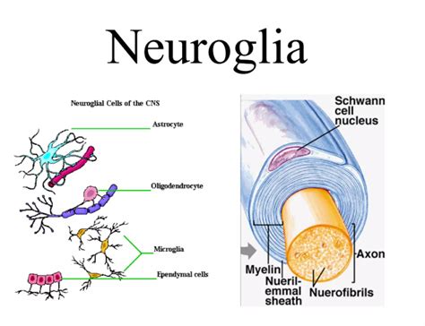 Nervous Tissue Labeled Diagram – NBKomputer