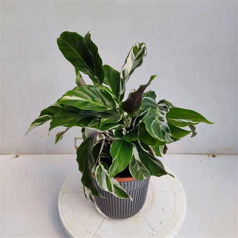 Calathea White Fusion - NurseryBuy