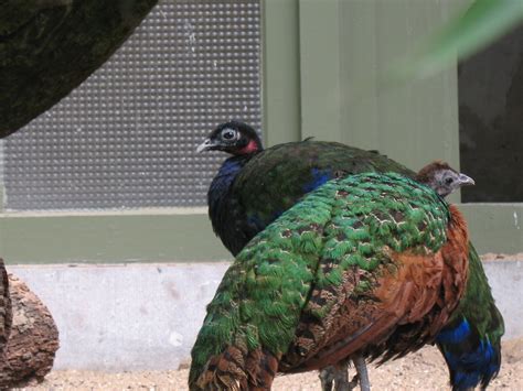 congo peacock pair | Hugo Barbosa | Flickr