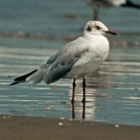 AA Bird Photography/gulls/BROWN-HEADED GULL/Chroicocephalus ...