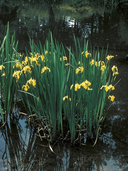 Native Pond Plants