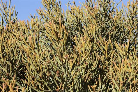 Ephedra Viridis Coville Plant in the Garden Stock Image - Image of ...