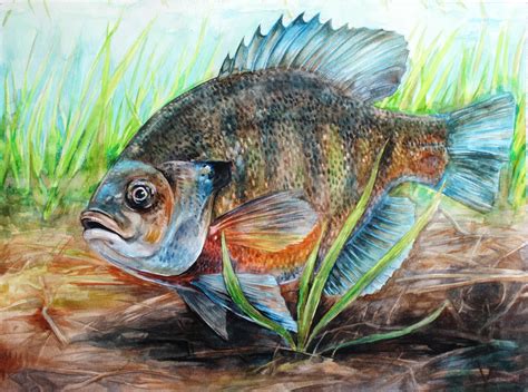 Bluegill by Cooooookies on DeviantArt