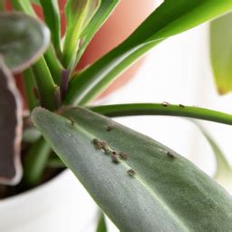 How Do Indoor Plants Get Aphids? Expert Tips on Dealing with Aphids Infestation in Indoor Plants ...