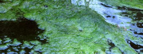 Algae Control For Ponds - Hydrosphere Water Gardens