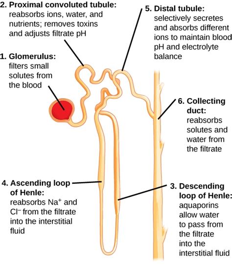 Kidney Function and Physiology | The Excretory System