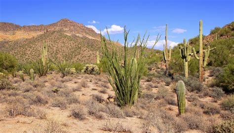 Facts About Plants in the Desert | Sciencing