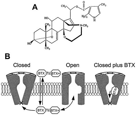 The Batrachotoxin Receptor on the Voltage-Gated Sodium Channel is Guarded by the Channel ...