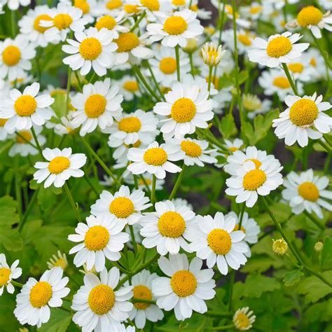 Feverfew Seeds - Chrysanthemum Parthenium Feverfew Herb Seeds in 2022 ...