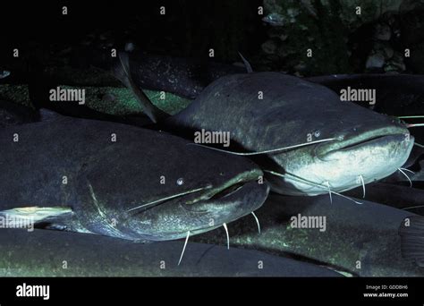 Wels Catfish, silurus glanis, Group of Adults Stock Photo: 111547218 ...