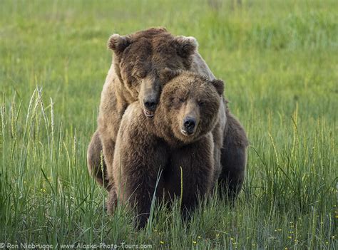 Brown / Grizzly Bear, Lake Clark National Park, Alaska. - Photo Blog ...