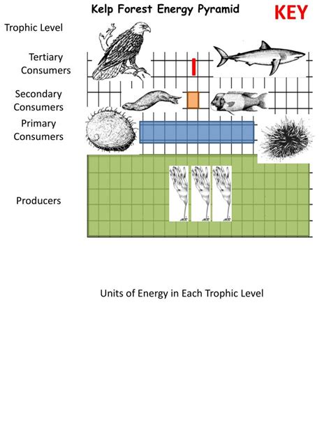 PPT - Kelp Forest Food Web Activity PowerPoint Presentation - ID:1588304