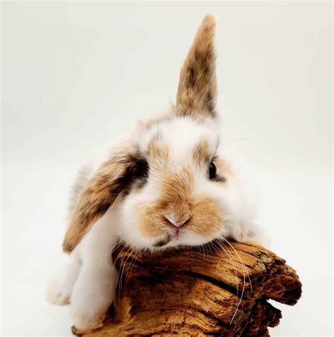 Lapin nain bélier - Zanimaux Shop