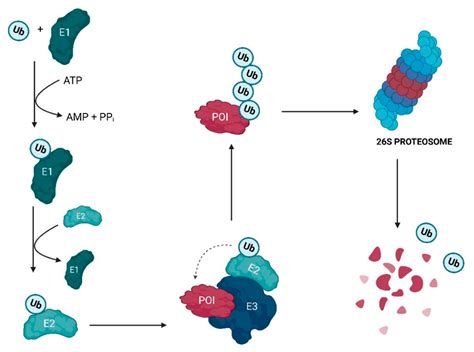 IJMS | Free Full-Text | MDM2-Based Proteolysis-Targeting Chimeras (PROTACs): An Innovative Drug ...