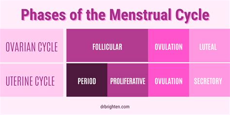 Phases of the Menstrual Cycle