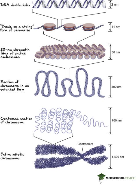 Dna Chromatin