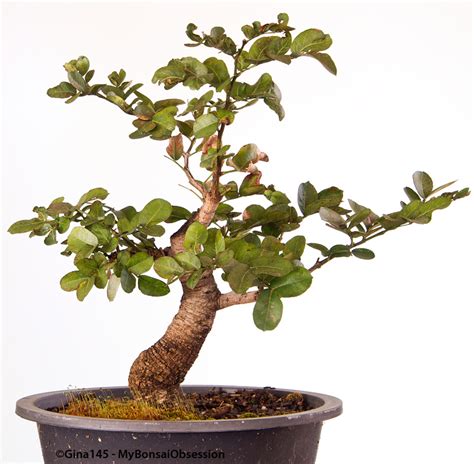 My Bonsai Obsession: Schotia Brachypetala one year later