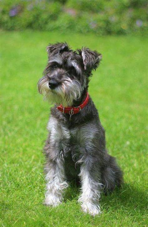 Pin by nikki on All Schnauzers! ♥️ | Miniature schnauzer, Miniature ...