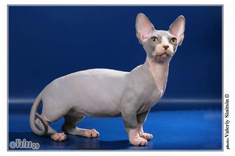 6 Strange Breeds of Hairless Cats | The Featured Creature | Bambino cat ...