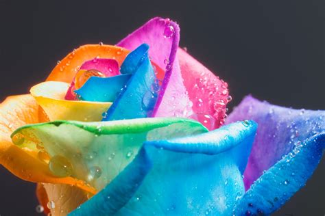 distings: Rainbow Roses