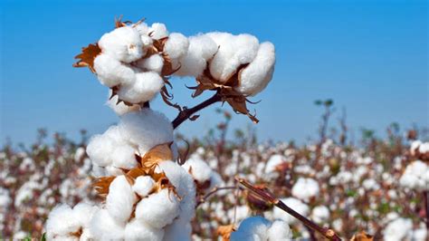 Social Impacts of Cotton Harvest Mechanization in Uzbekistan