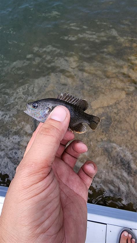 What the heck is this little guy? Been fishing in my lake for years and ...