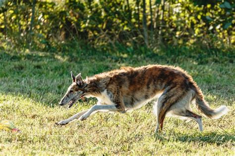 Premium Photo | Borzoi dog running and chasing lure on field