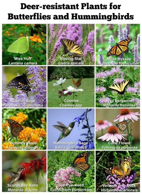 butterfly garden flowers florida - Nicky Close