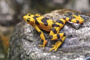 Panamanian Golden Frog Conservation at The Maryland Zoo