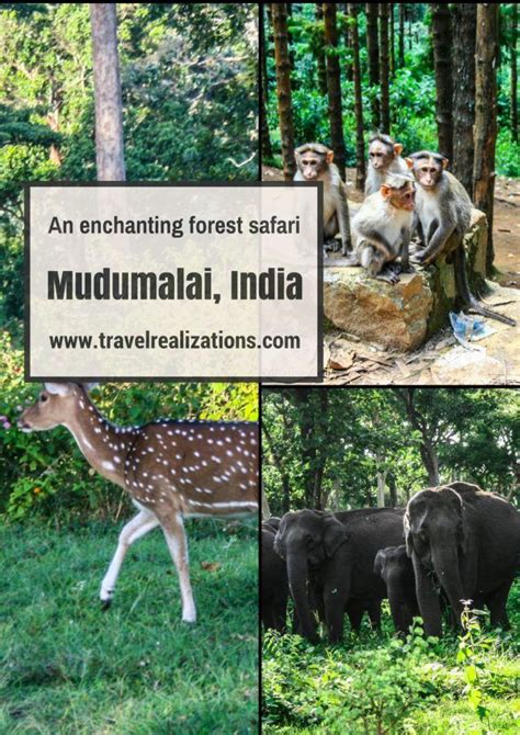 An enchanting forest safari in the Mudumalai Tiger Reserve, India! | Travel destinations asia ...