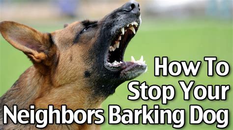 How To Stop Dog Barking At Neighbours Dog