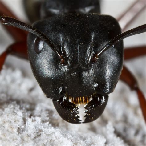 Large Black Ant - Camponotus herculeanus - BugGuide.Net