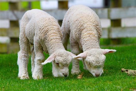 Free photo: Sheep, Lamb, New Zealand - Free Image on Pixabay - 50914