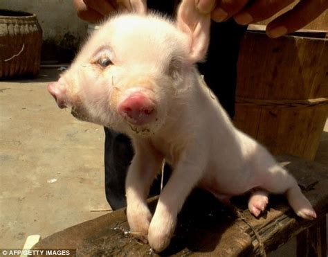 Talk about pigheaded... this one's got two: Piglet fights for survival after being born with ...