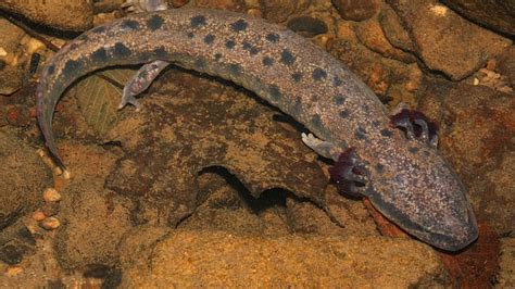 NC Wildlife Commission seeking sightings of mudpuppy salamanders in WNC