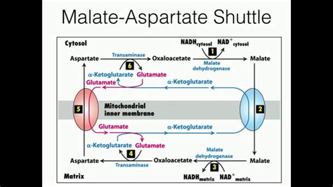 Glycerophosphate Shuttle: Mitochondrial NADH Transport - YouTube