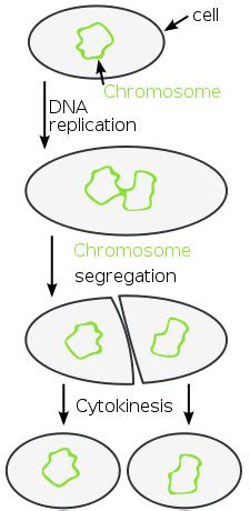 Binary Fission: Cell Division & Reproduction of Prokaryotes