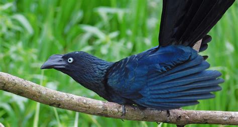 Parasitic cuckoo bird shows cheaters don’t always get ahead | Science News