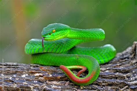 Green Viper Snake