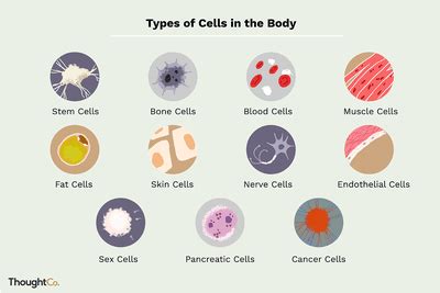 Different Types of Pathogens