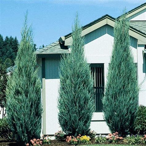 Skyrocket Juniper | Blue point juniper, Privacy landscaping, Privacy trees