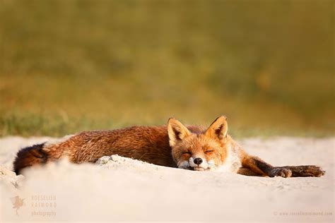 Lazy Fox is Lazy by thrumyeye on DeviantArt