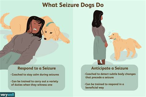 What Are The Signs Of A Dog Having A Seizure