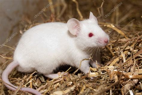 White Lab Mouse — Stock Photo © Iliuta #8185645