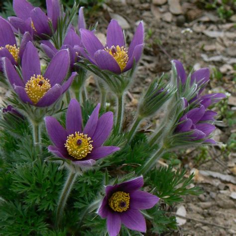 Anemone pulsatilla vulgaris from Neil Vanderkruk Holdings Inc.