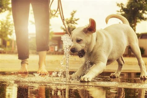 Interesting Dog-Friendly Activities - Petland Kennesaw